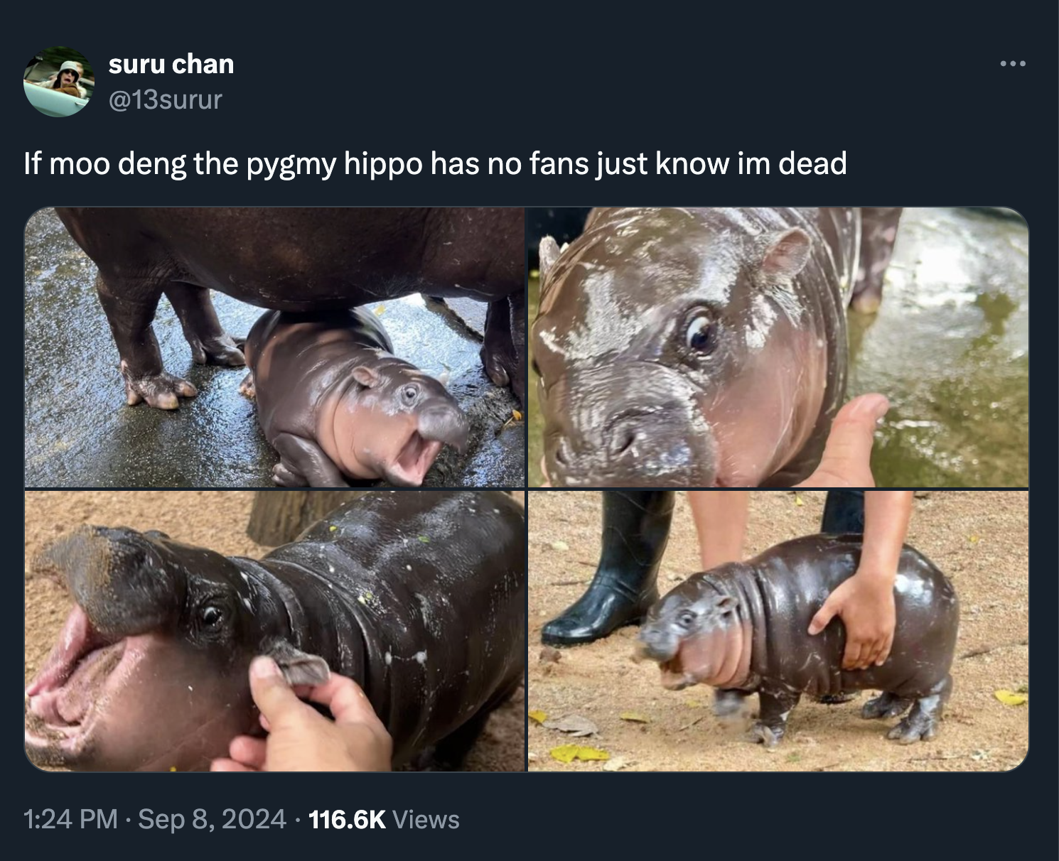 moo deng memes - hippopotamus - suru chan If moo deng the pygmy hippo has no fans just know im dead . Views